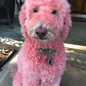 Meet your Posher, Barb